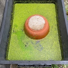 細かな葉の水草の画像