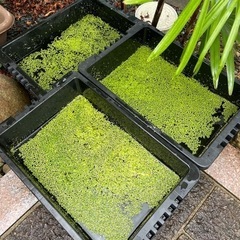 細かな葉の水草の画像