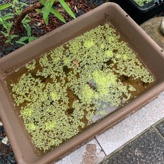 細かな葉の水草の画像