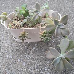 多肉植物