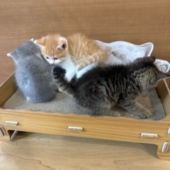 子猫の里親募集✨ 茶白
