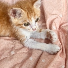 【里親様決まりました】生後1月半珍しい茶白♀大人しめ仔猫