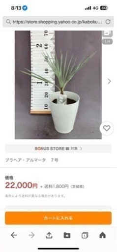 ブラヘアアルマータ