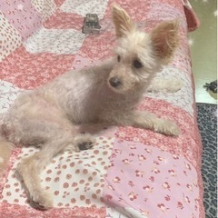 緊急です⚠️ベタ慣れ過ぎる生後1歳 可愛い小型犬の雄犬 − 埼玉県