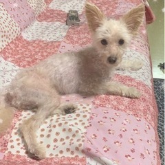 緊急です⚠️ベタ慣れ過ぎる生後1歳 可愛い小型犬の雄犬 - 犬