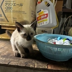 決まりました。シャム柄の♂の子猫🐈‍⬛