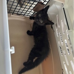 人懐っこい黒猫🐈‍⬛、どなたか優しく育ててください