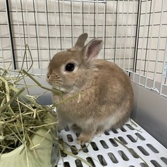 ネザーランドドワーフ（去勢済み）