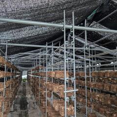 ビニールハウス移設作業