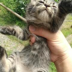 親猫は先日、避妊手術しました。申し訳ありませんが子猫の里親になっ...