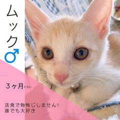 今週末‼︎7/14(日)保護猫の譲渡会【大刀洗ドリームセンター】...