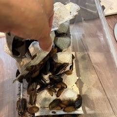 餌用　デュビア　