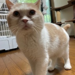 呼んだら飛んできます。犬のような子ボーヤくん - 猫