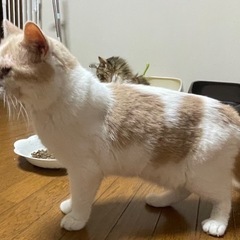 呼んだら飛んできます。犬のような子ボーヤくん − 長野県