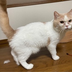 呼んだら飛んできます。犬のような子ボーヤくん - 安曇野市