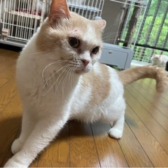呼んだら飛んできます。犬のような子ボーヤくん