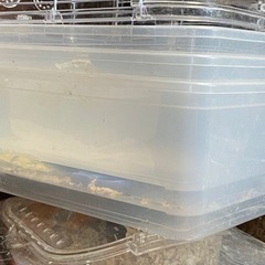 ３つのケース