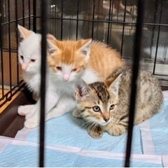 保護主に直接問い合わせ頂いた方の所に譲渡決まりました！お問い合わ...