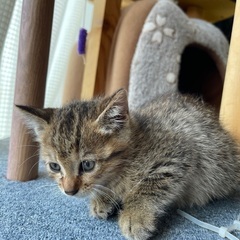 5月9日生まれの子猫