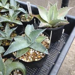 アガベ オバティフォリア 1株の画像