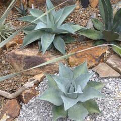 アガベ オバティフォリア 1株