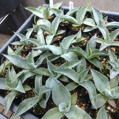 アガベ オバティフォリア 1株の画像