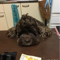 アメコカ✲