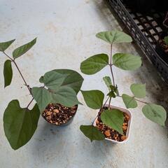 🌼ドリチョス・ラブラブ・ルビームーン  植物