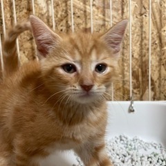 マンチカン　最終値下げ2万円😃