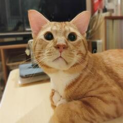 超甘えん坊、抱っこ膝乗りユニくん☆