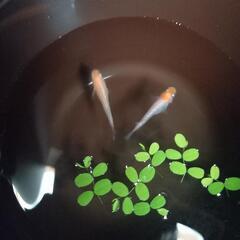 紅白ラメ！幼魚5匹+α　