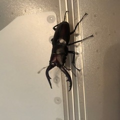 ノコギリクワガタ、ペアー