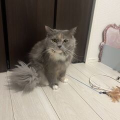 スコティッシュストレート　