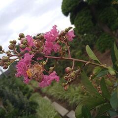 【植木・庭木・花木】サルスベリ　百日紅　株立ち　濃ピンク　7-1