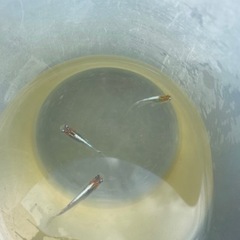 藤煌メダカ