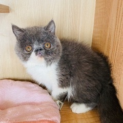 里親募集🐱エキゾ女の子1歳