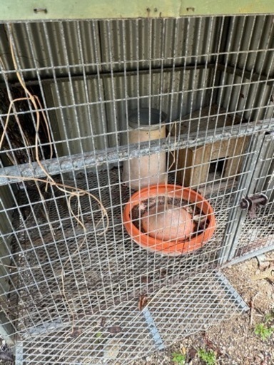 シャッター式ニワトリ小屋