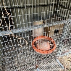 シャッター式ニワトリ小屋の画像