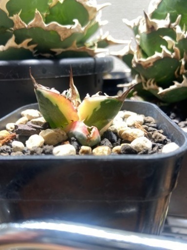 アガベ　スナグルトゥース　塊根植物　竜舌蘭