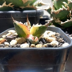 アガベ　スナグルトゥース　塊根植物　竜舌蘭