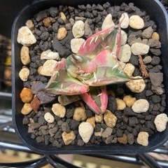 アガベ　スナグルトゥース　塊根植物　竜舌蘭の画像