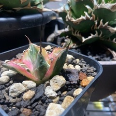 アガベ　スナグルトゥース　塊根植物　竜舌蘭の画像