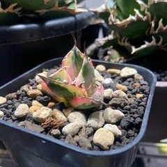 アガベ　スナグルトゥース　塊根植物　竜舌蘭の画像