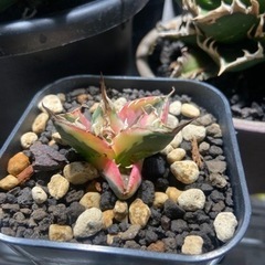 アガベ　スナグルトゥース　塊根植物　竜舌蘭の画像