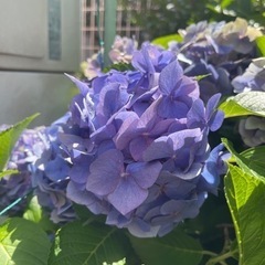 アジサイ挿し穂の画像