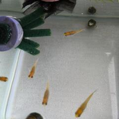 黄桜ラメメダカ５匹の画像