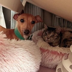 犬友達募集🐶🐾イタグレ友達も募集🦮🐕‍🦺🐾 - 友達