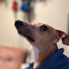 犬友達募集🐶🐾イタグレ友達も募集🦮🐕‍🦺🐾