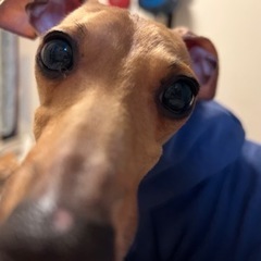 犬友達募集🐶🐾イタグレ友達も募集🦮🐕‍🦺🐾 - 町田市
