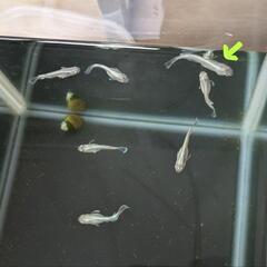 エメラルドフィンゴールドメダカ